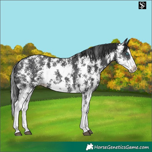 Horse Color:Black Sabino Splash Appaloosa 