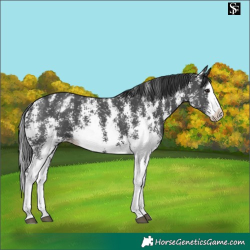 Horse Color:Black Sabino Splash Appaloosa 