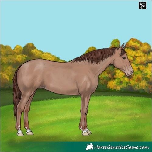 Horse Color:Chocolate Classic Champagne 