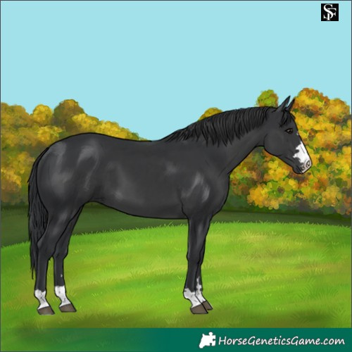 Horse Color:Platinum Black 