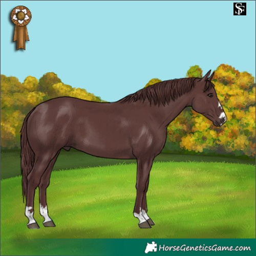 Horse Color:Chocolate Smoky Black 