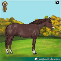 Horse Color:Chocolate Smoky Black 