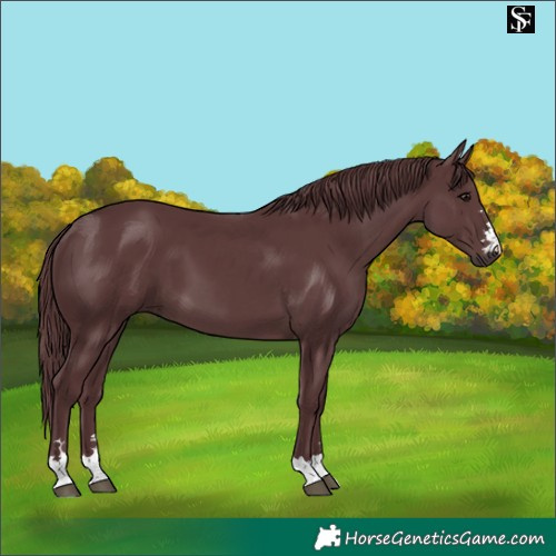 Horse Color:Chocolate Black 