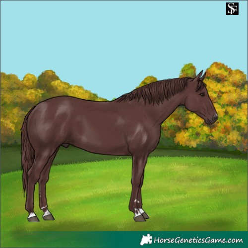 Horse Color:Platinum Chocolate Smoky Black 