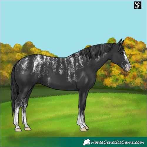 Horse Color:Powder White Black 
