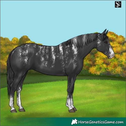 Horse Color:Powder White Black 