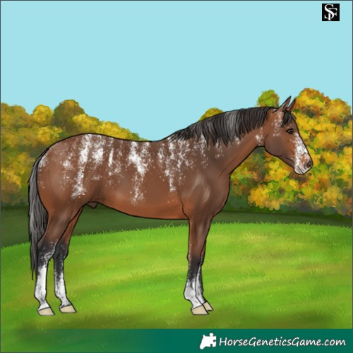 Horse Color:Powder White Bay