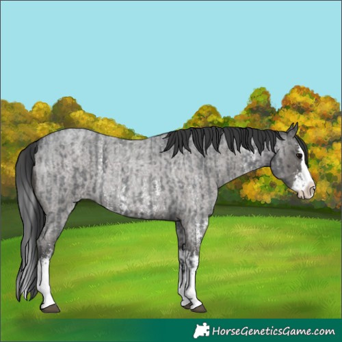 Horse Color:Blue Roan Sabino Splash and Blue Roan Sabino Splash