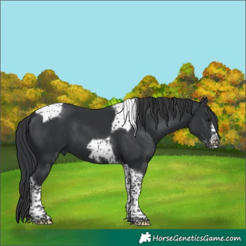 Horse Color:Black Tobiano Frame 