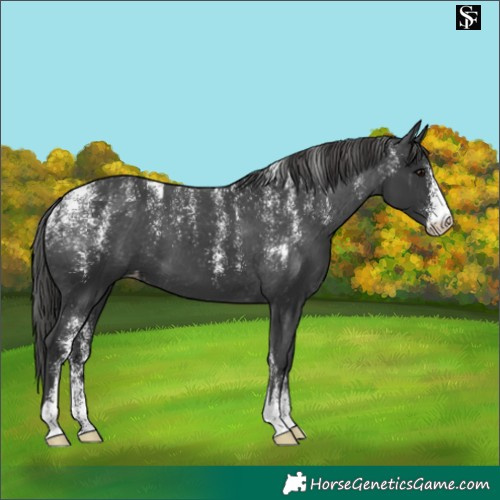 Horse Color:Powder White Black Varnish 