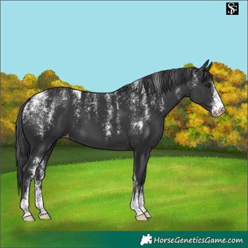 Horse Color:Powder White Black Appaloosa 