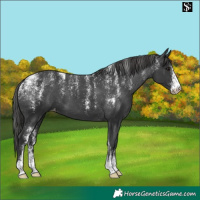 Horse Color:Powder White Black Appaloosa