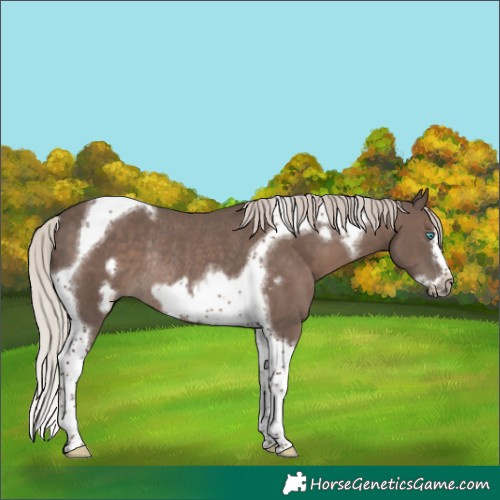 Horse Color:Silver Black Tobiano Frame Rabicano 