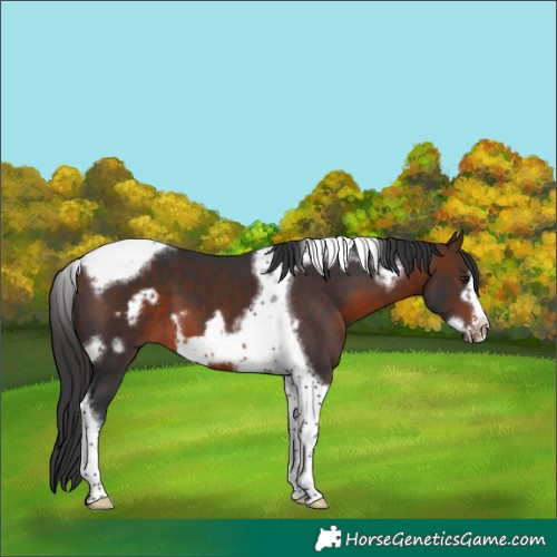Horse Color:Brown Tobiano Frame 