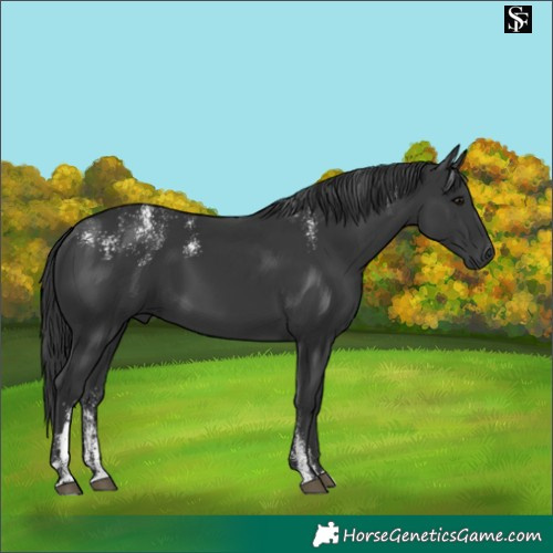 Horse Color:Powder White Black