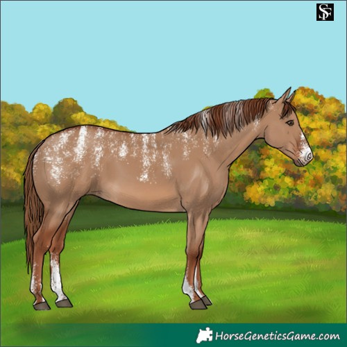 Horse Color:Powder White Red Dun 