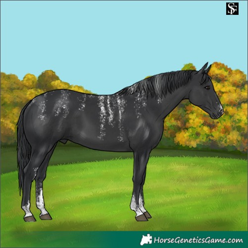 Horse Color:Powder White Black 