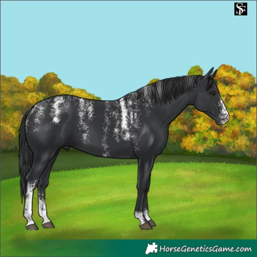 Horse Color:Powder White Black 