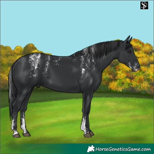 Horse Color:Powder White Black 