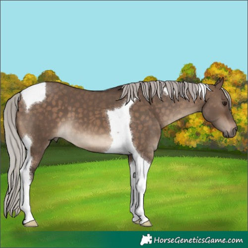 Horse Color:Silver Brown Dun Tobiano 