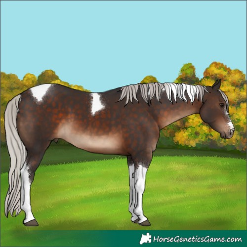 Horse Color:Silver Brown Tobiano 