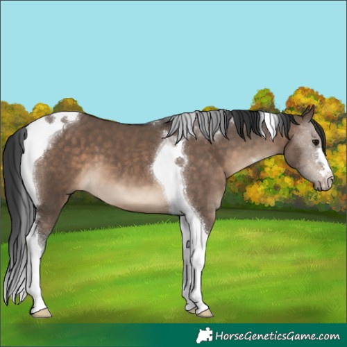 Horse Color:Brown Dun Tobiano 