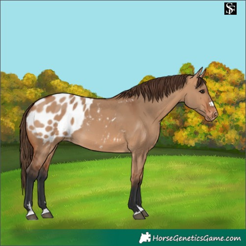 Horse Color:Bay Dun Appaloosa 