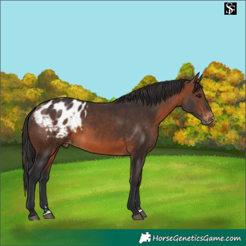 Horse Color:Brown Appaloosa 