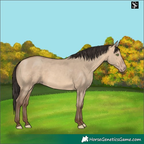 Horse Color:Amber Champagne Dun 