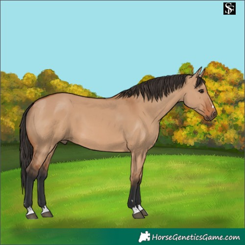 Horse Color:Bay Dun 