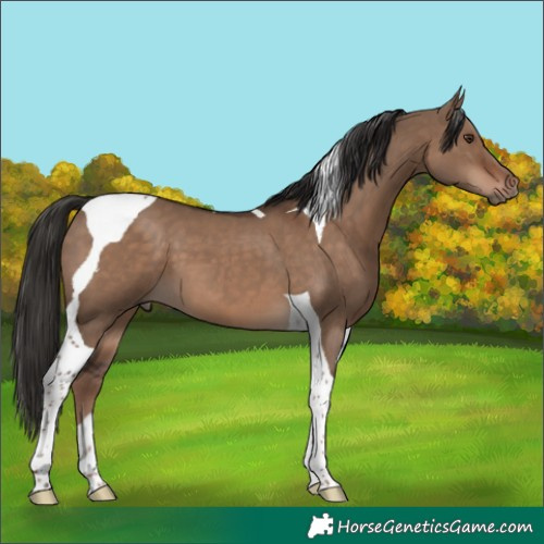 Horse Color:Liver Red Dun Tobiano 