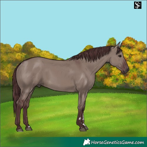 Horse Color:Chocolate Grullo 