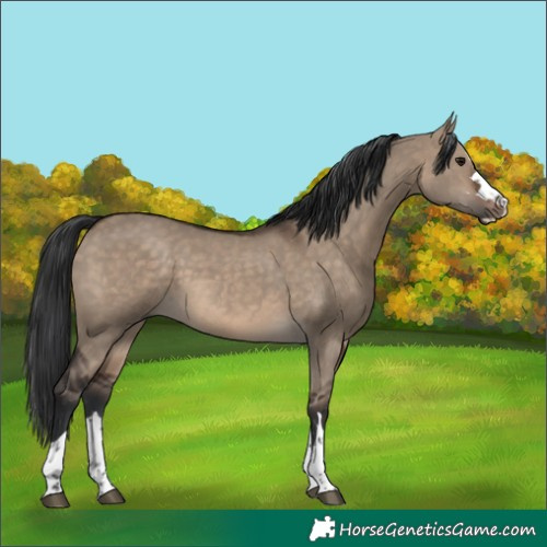Horse Color:Brown Dun 