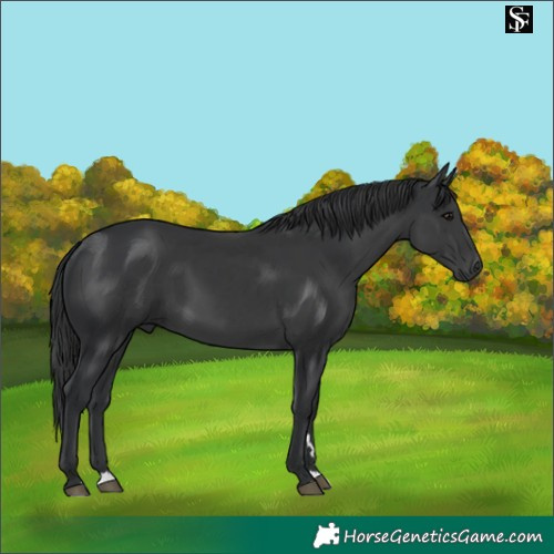 Horse Color:Platinum Black 