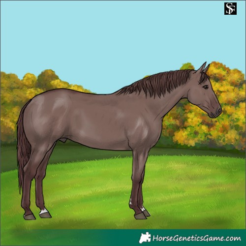 Horse Color:Chocolate Grullo 