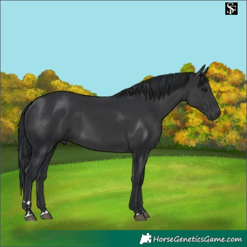 Horse Color:Platinum Black 