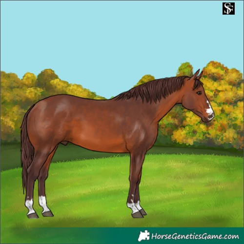 Horse Color:Chocolate Bay 