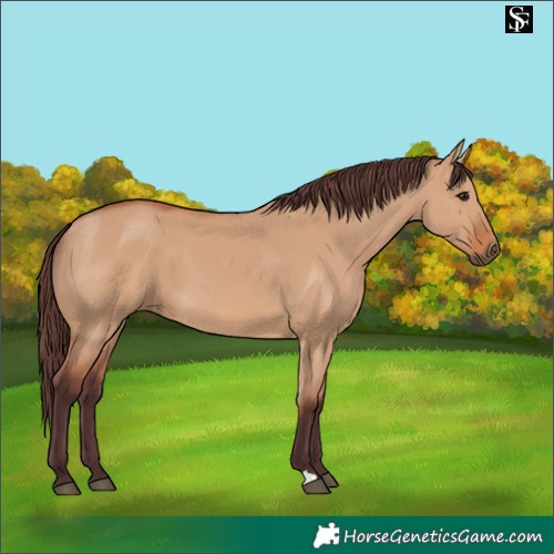 Horse Color:Chocolate Bay Dun