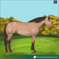 Horse Color:Chocolate Bay Dun