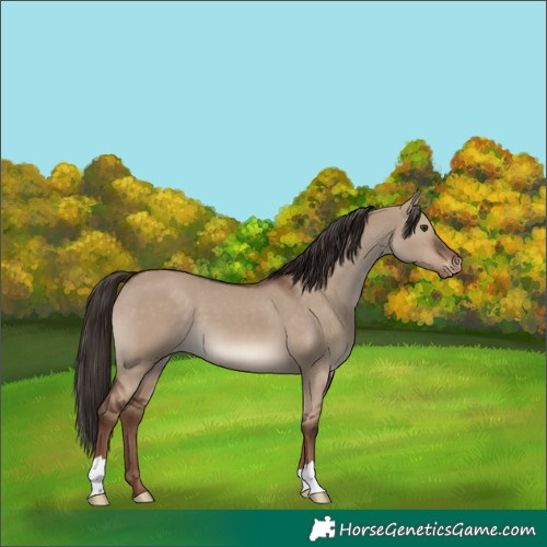 Horse Color:Liver Red Dun Appaloosa 