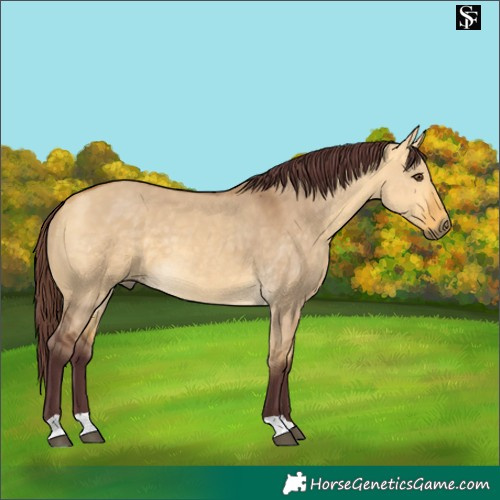 Horse Color:Chocolate Buckskin Dun 