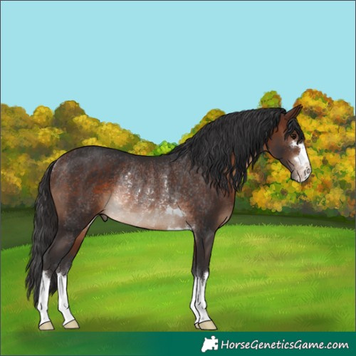 Horse Color:Brown Rabicano 