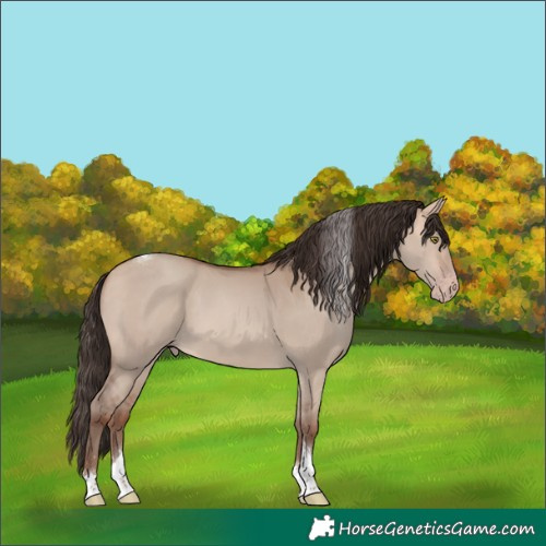 Horse Color:Amber Champagne Dun Tobiano Rabicano 