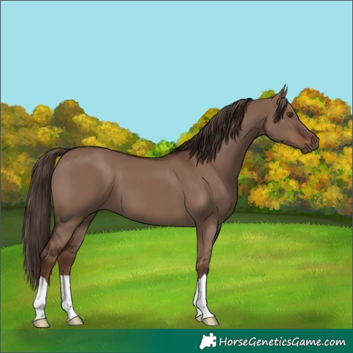 Horse Color:Liver Red Dun 