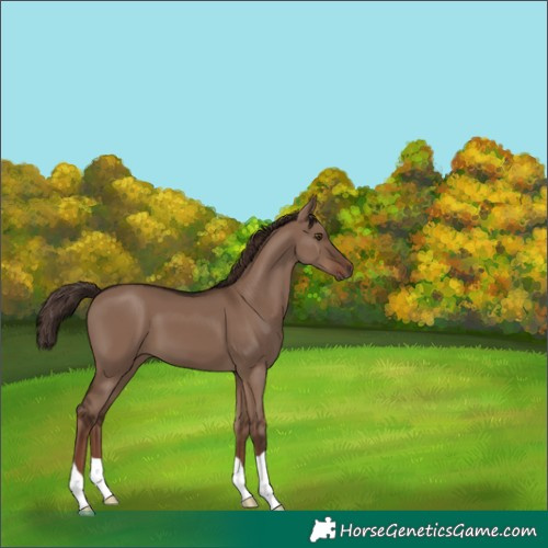 Horse Color:Liver Red Dun 