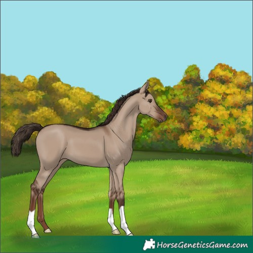 Horse Color:Liver Red Dun 