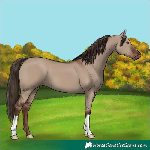 Horse Color:Liver Red Dun 