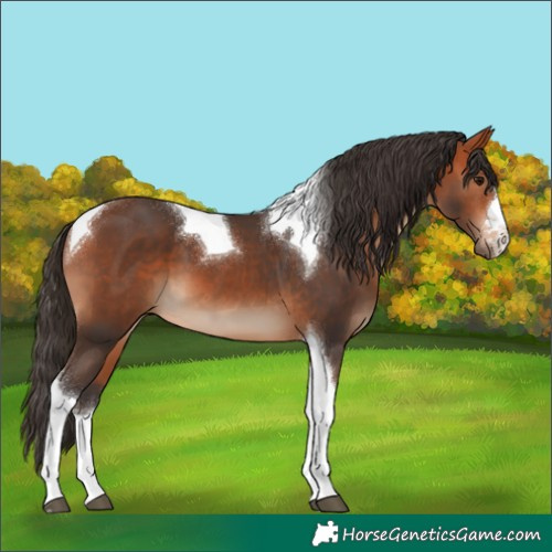 Horse Color:Bay Tobiano 