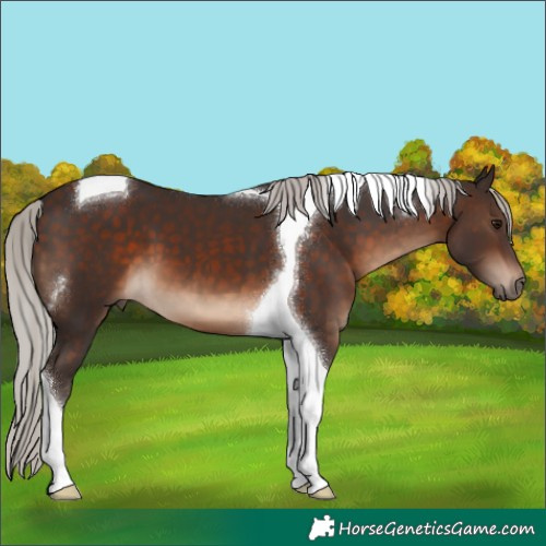 Horse Color:Silver Brown Tobiano 