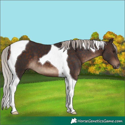 Horse Color:Silver Brown Tobiano 